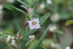 Trichodesma indicum